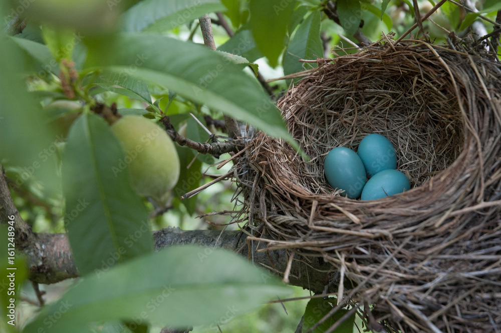 bird eggs in a nest
